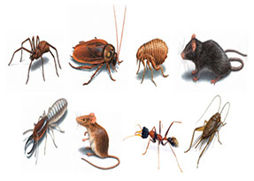 Building pest inspections